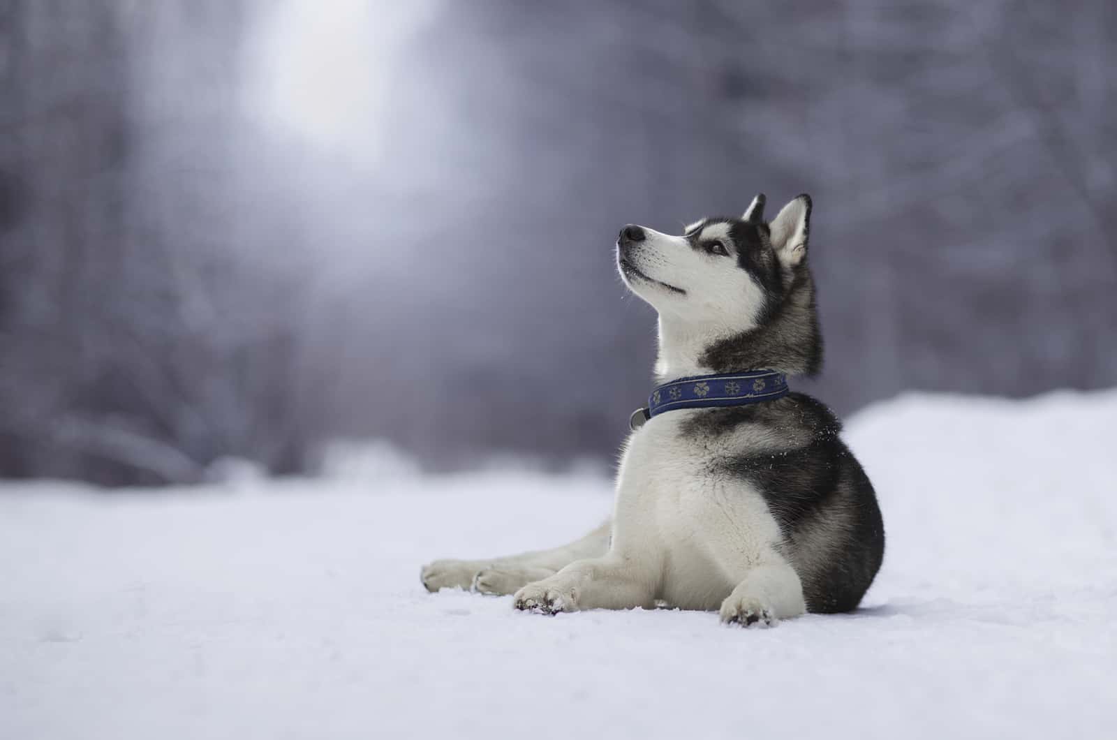 siberian husky in snow looking up