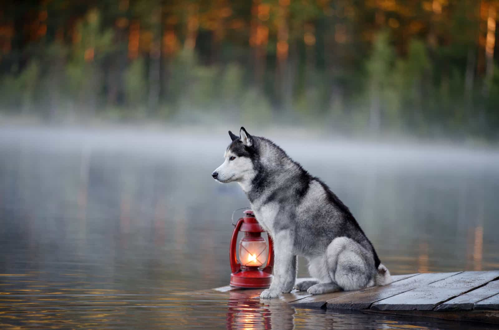 siberian husky on a lake