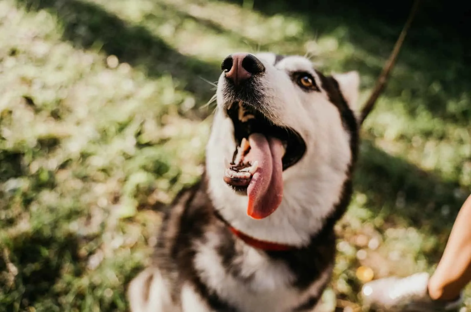 siberian husky with its tongue out