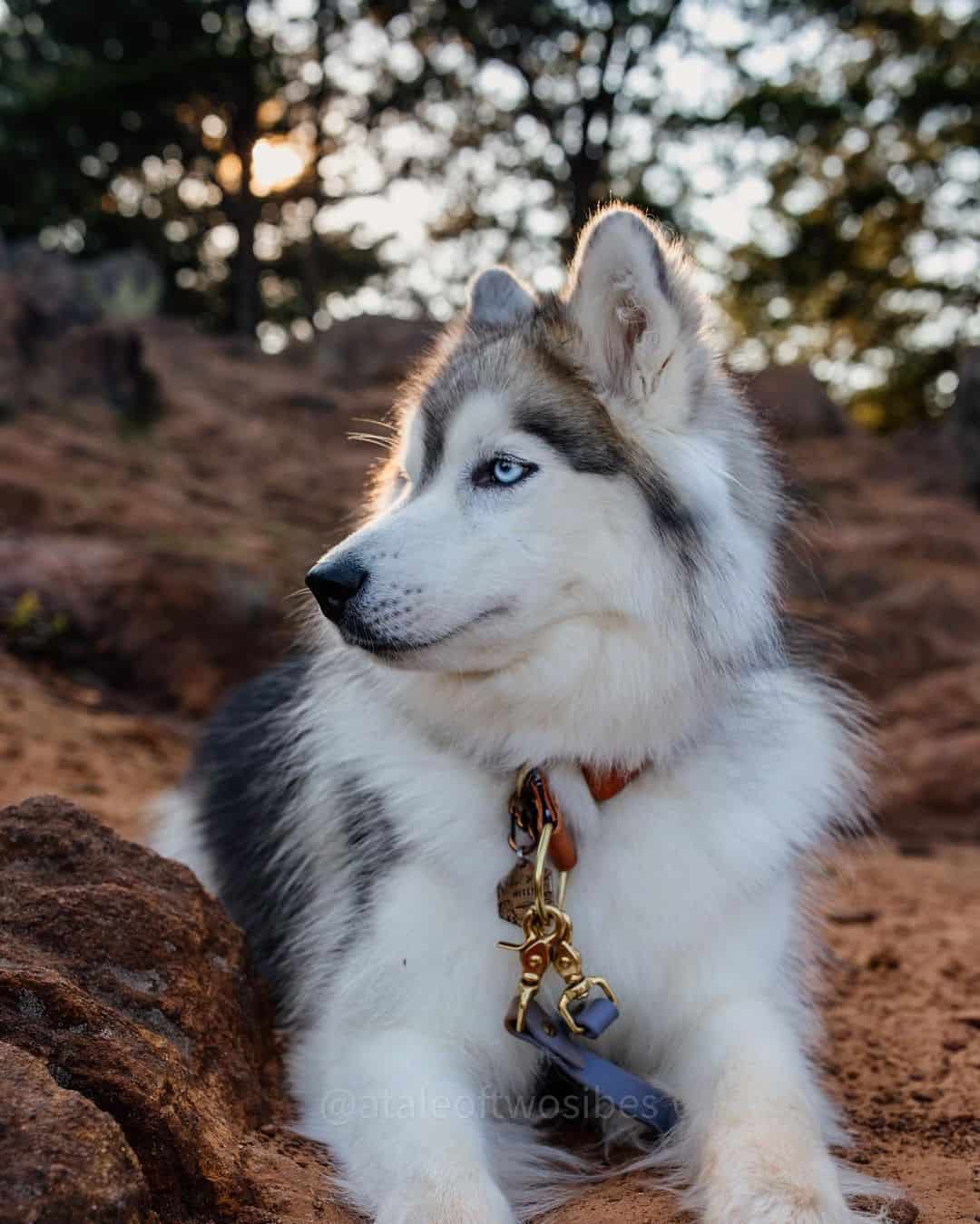 siberian husky