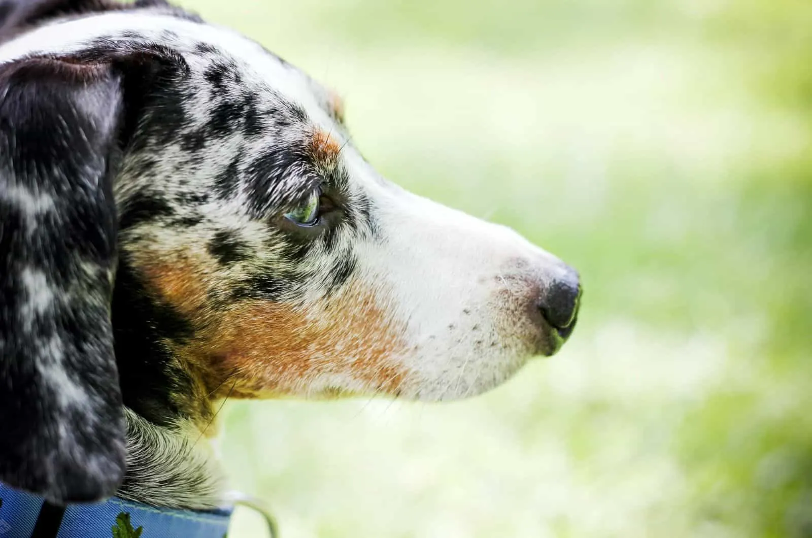 side profile of dapple dachshund
