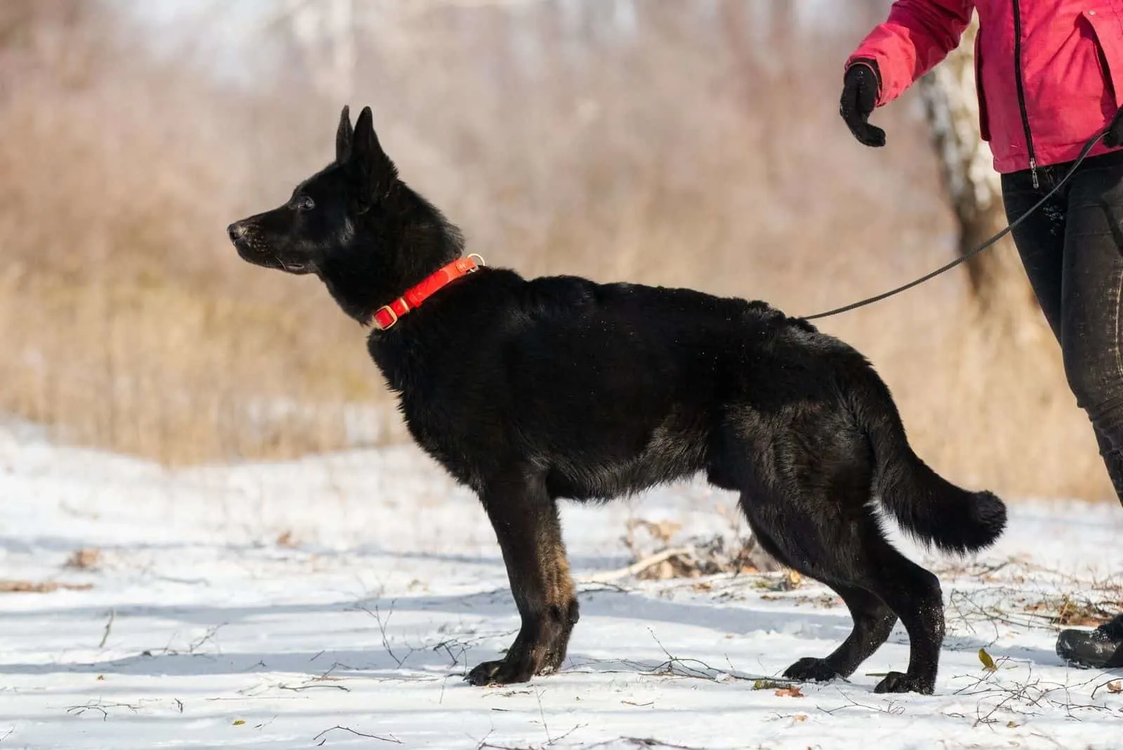 sideview of a black german shepherd on a leash held by the owner in the snow 