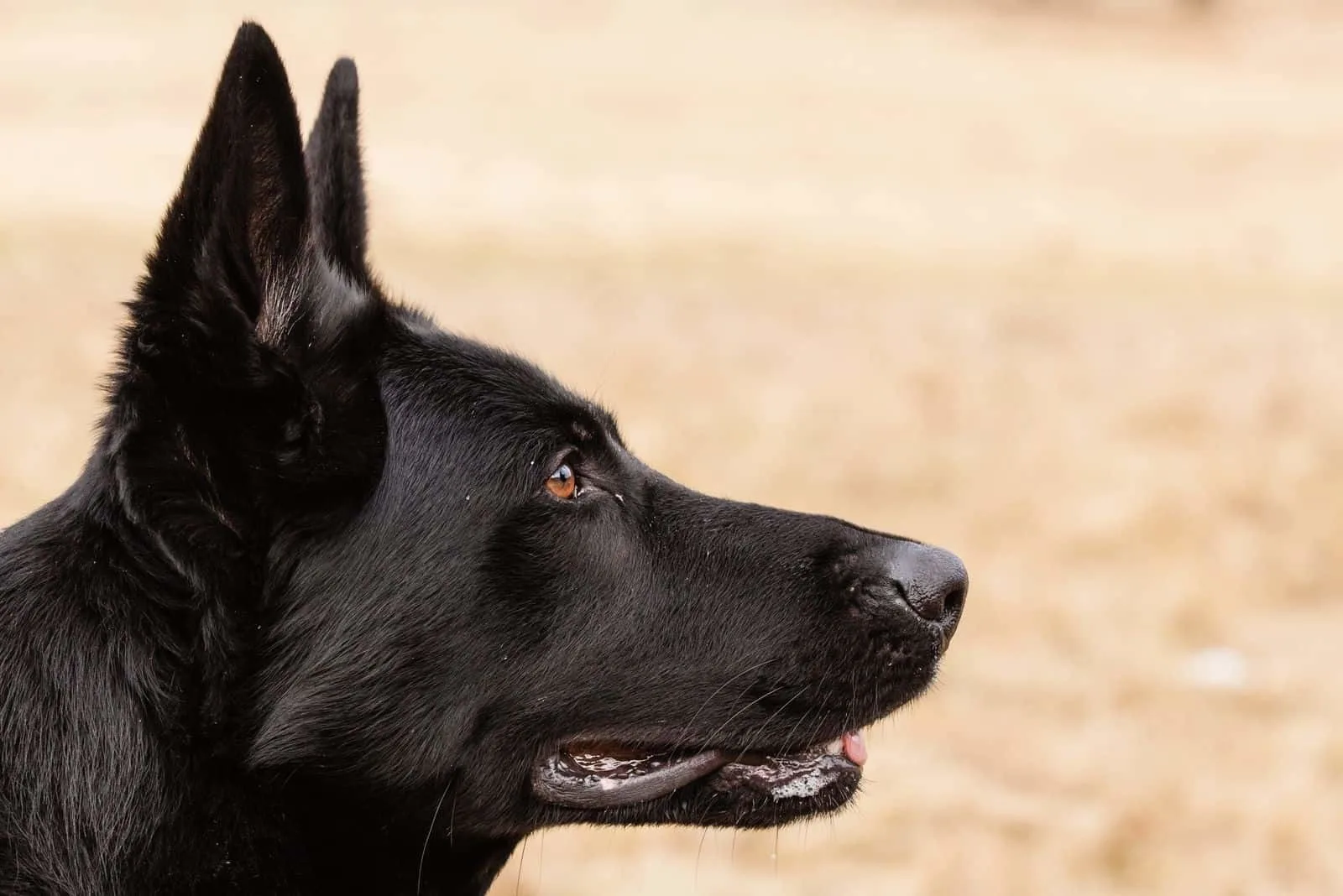 sideview of a purebreed black german shepherd in focus photography