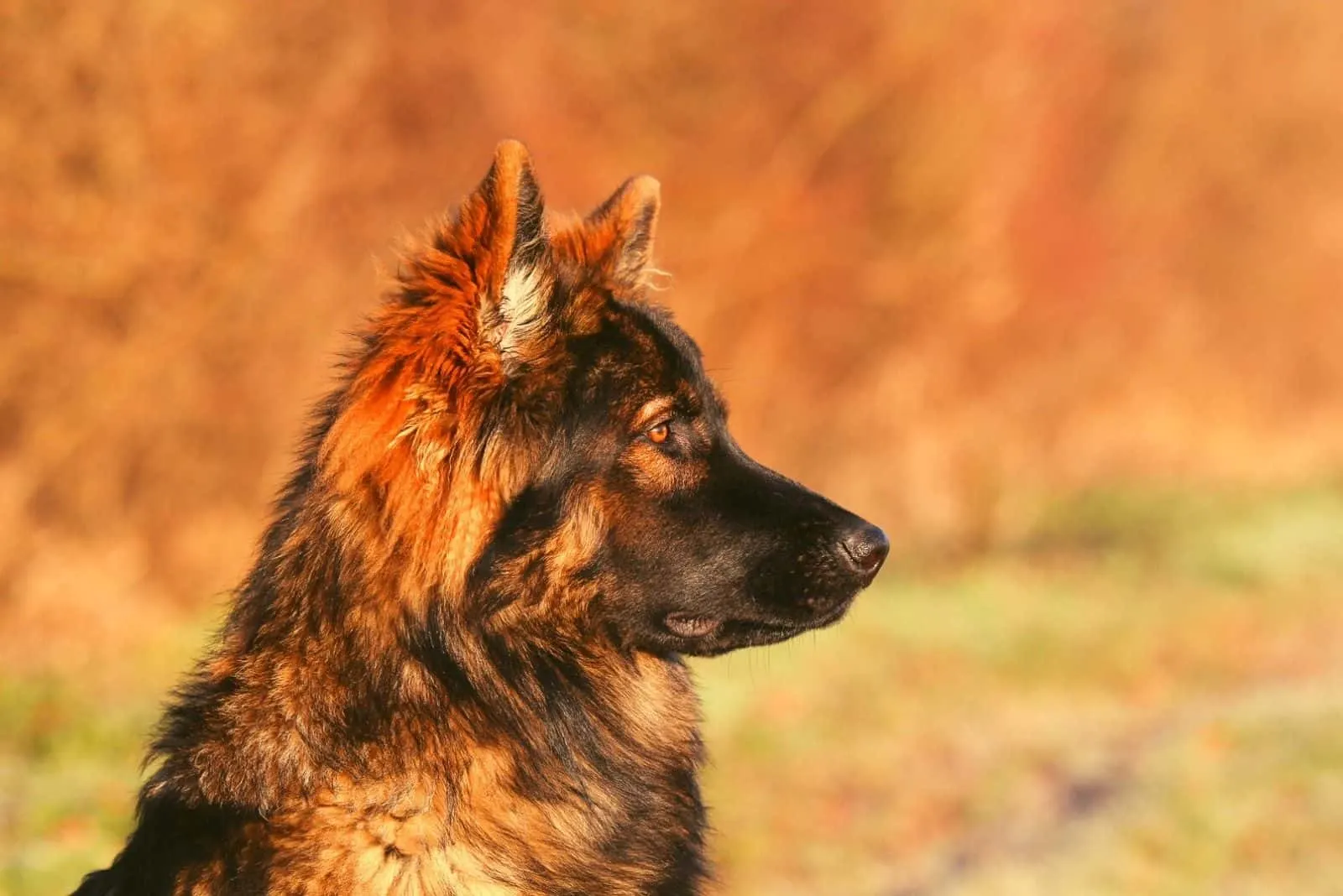 sideview of a sable gsd standing outdoors in focus