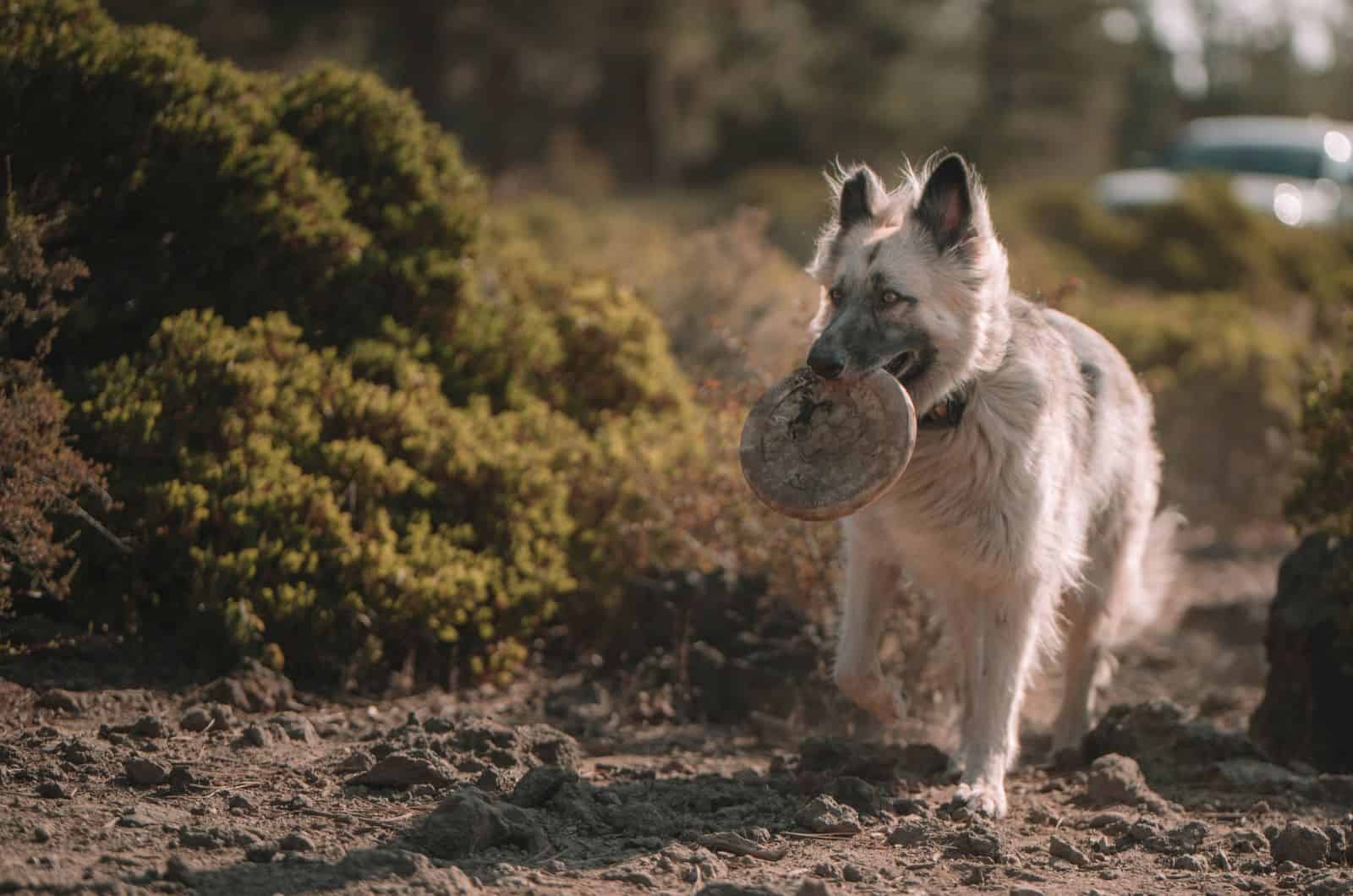 silver german shepherd dog carrying a frisbee