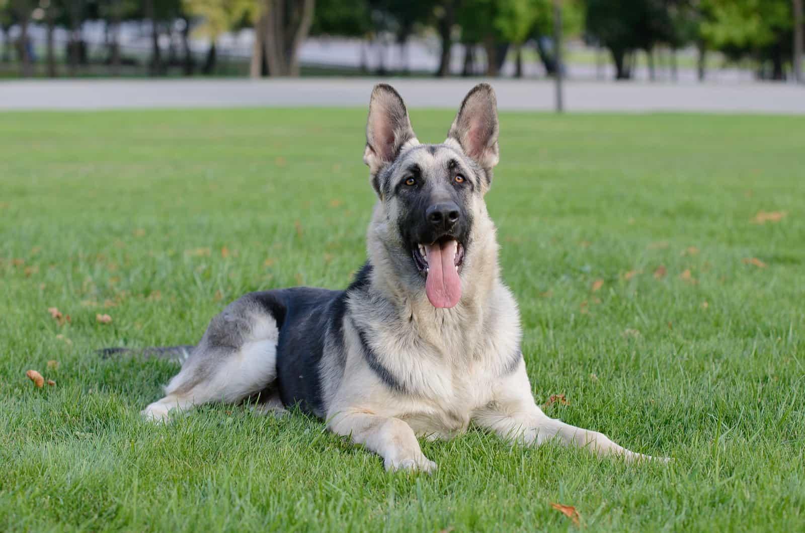 silver german shepherd dog laying in grass