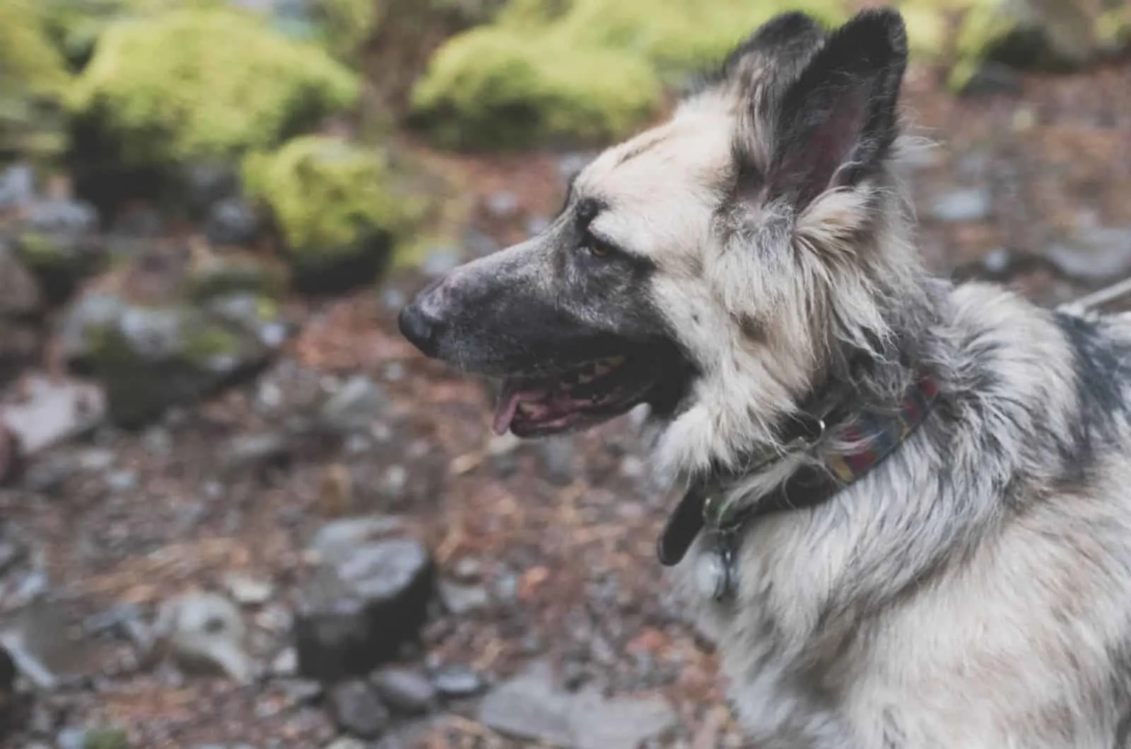 silver german shepherd dog profile