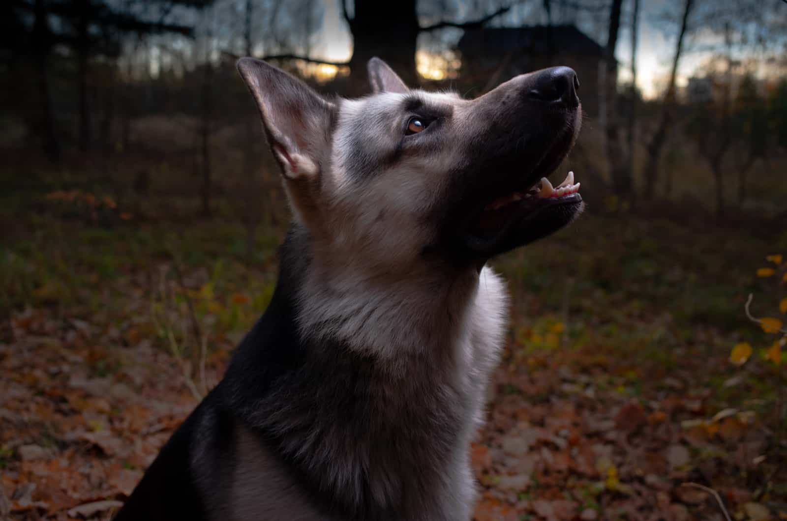 silver german shepherd looking up