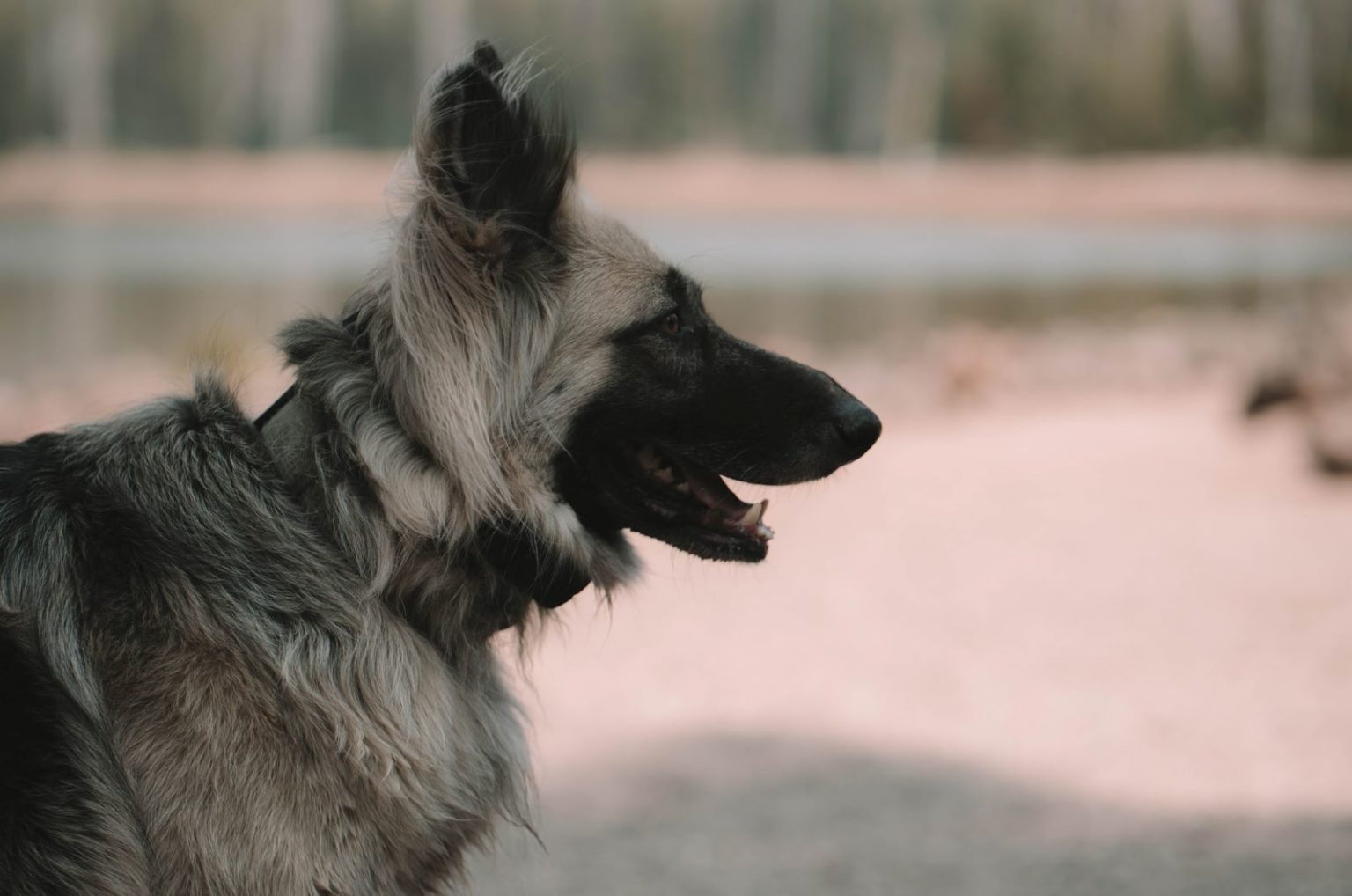 Silver German Shepherd: A GSD Worth The Gold