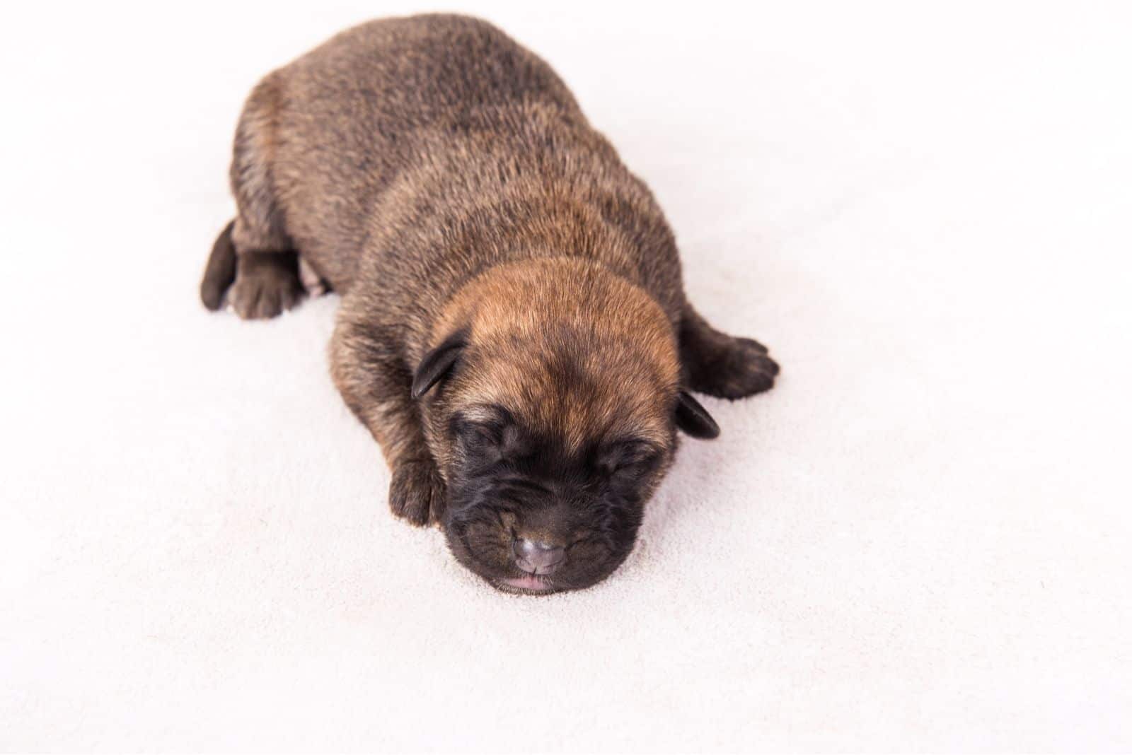 sleeping pup in white floor of mal-lab mix breed dog