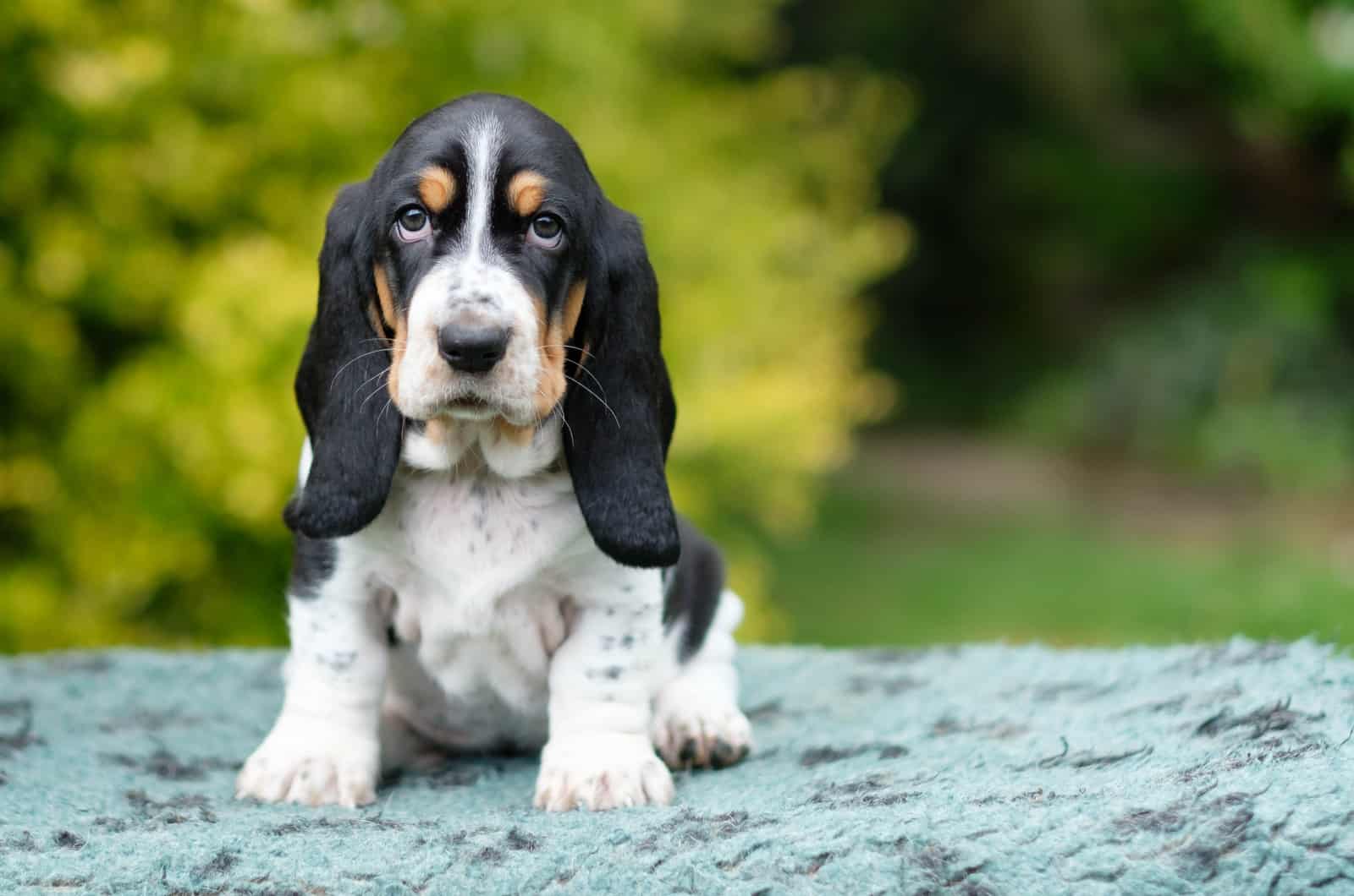 small busset hound puppy