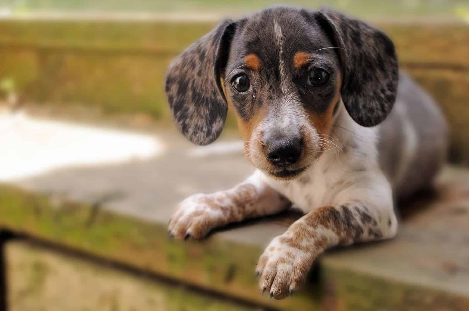small dapple dachshund