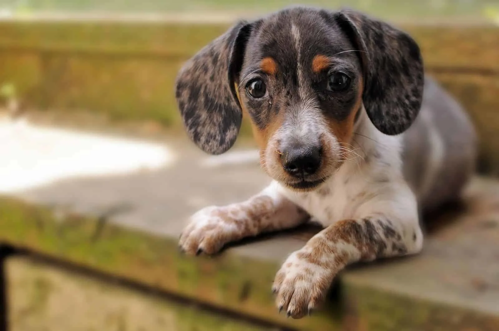 small dapple dachshund