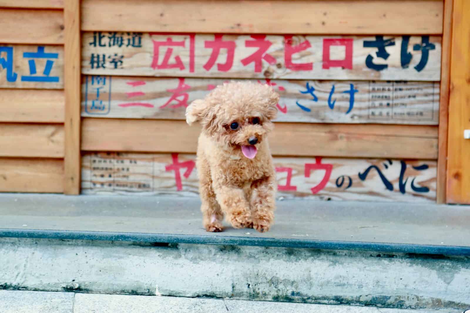 small dog with graffitti in background