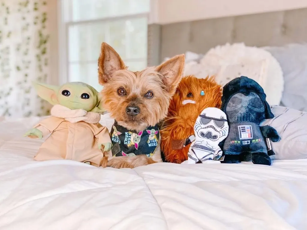 small dog with star wars toys