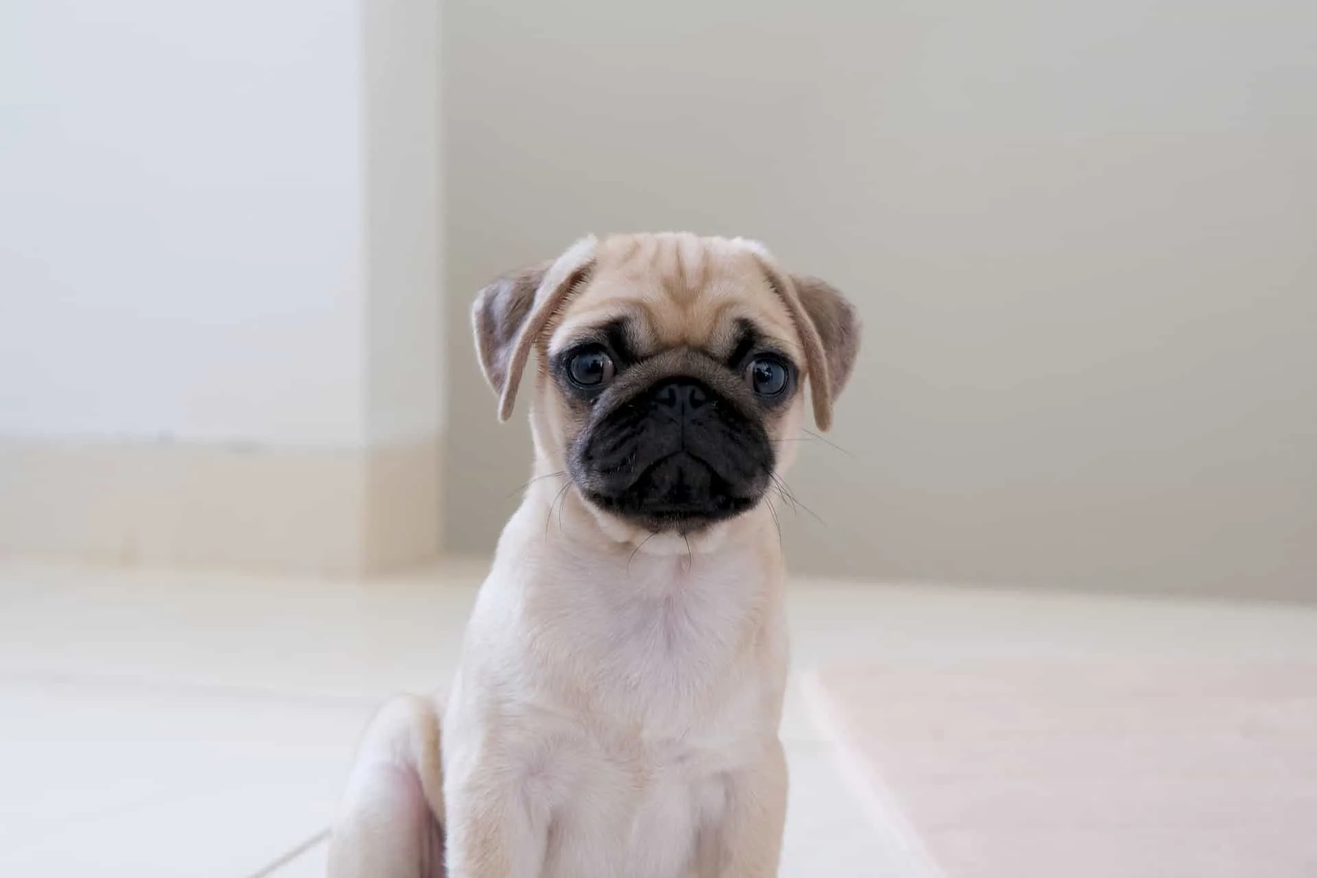 small fawn pug puppy