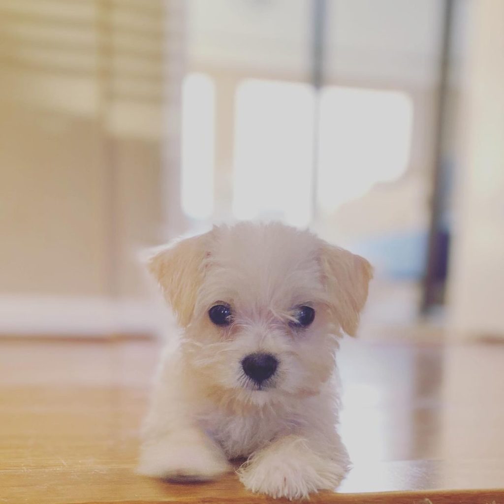 small maltese chihuahua mix puppy