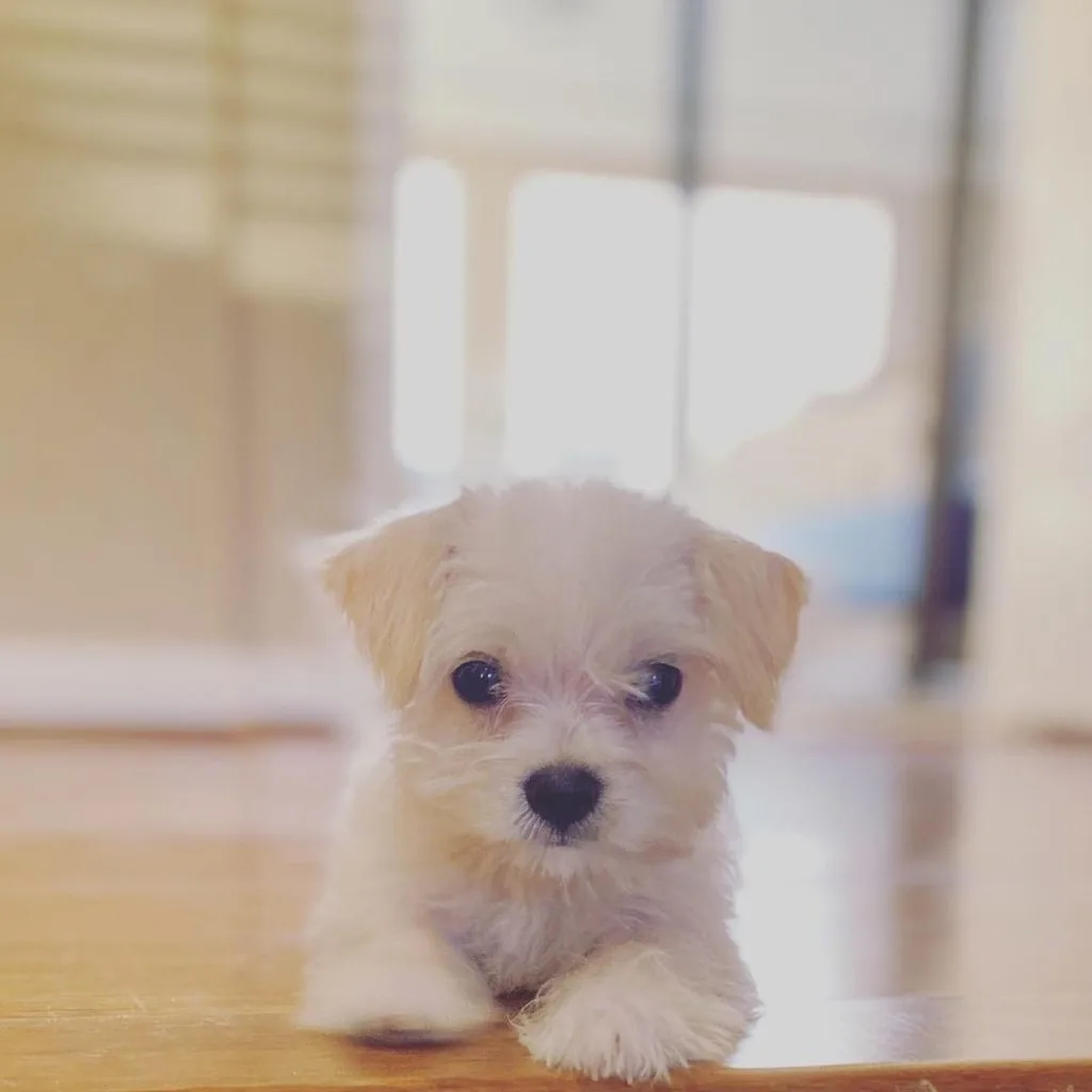 small maltese chihuahua mix puppy