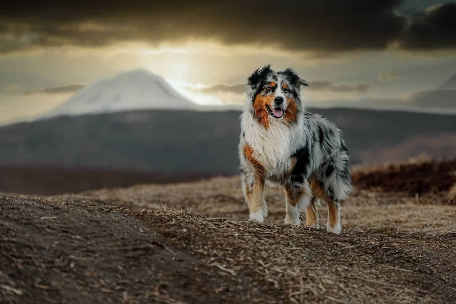 standard australian shepherd dog standing on the background of the sunset in autumn