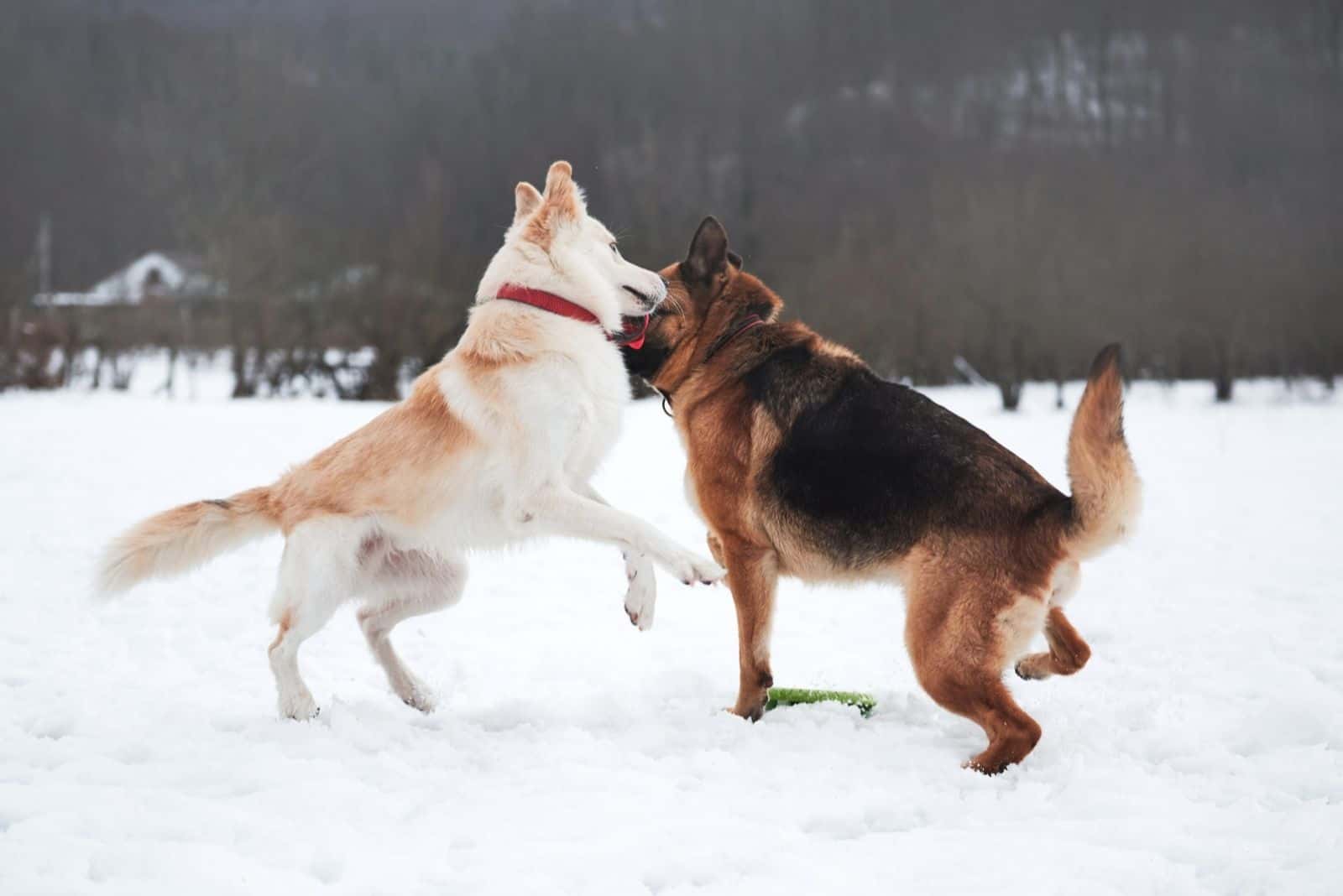 standard german shepherd