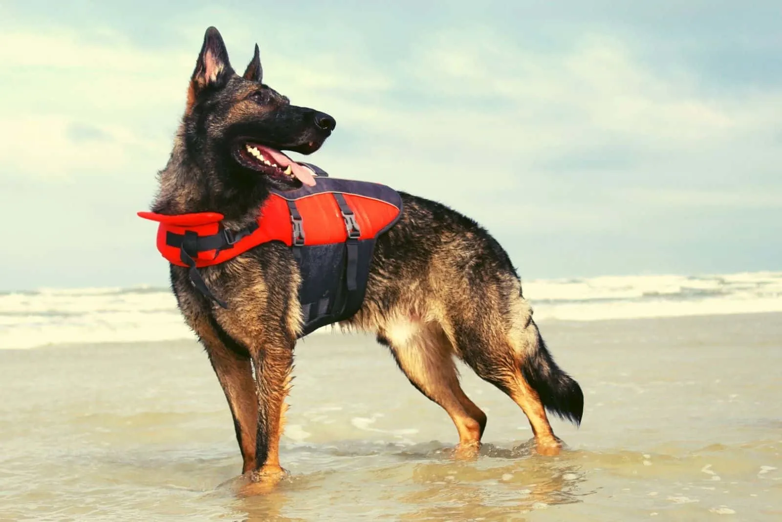 strong german shepherd with sable color standing in the ocean