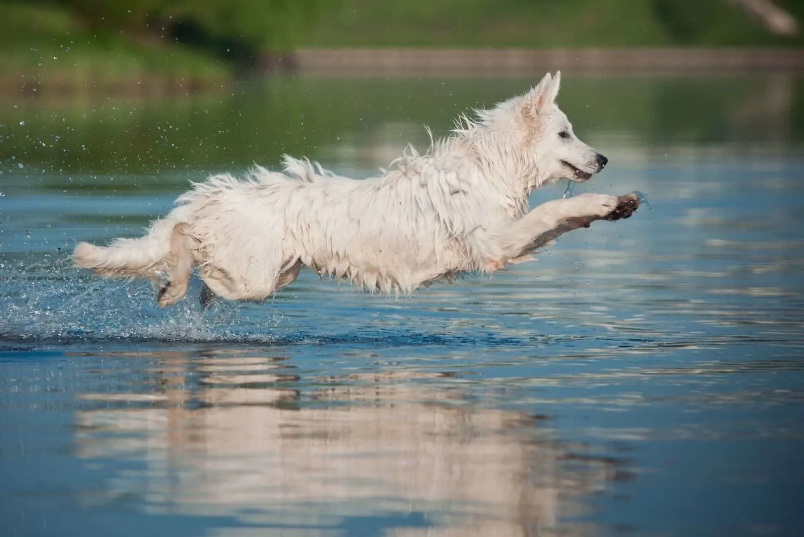 strong white german shepherd dog jumping over a body of water