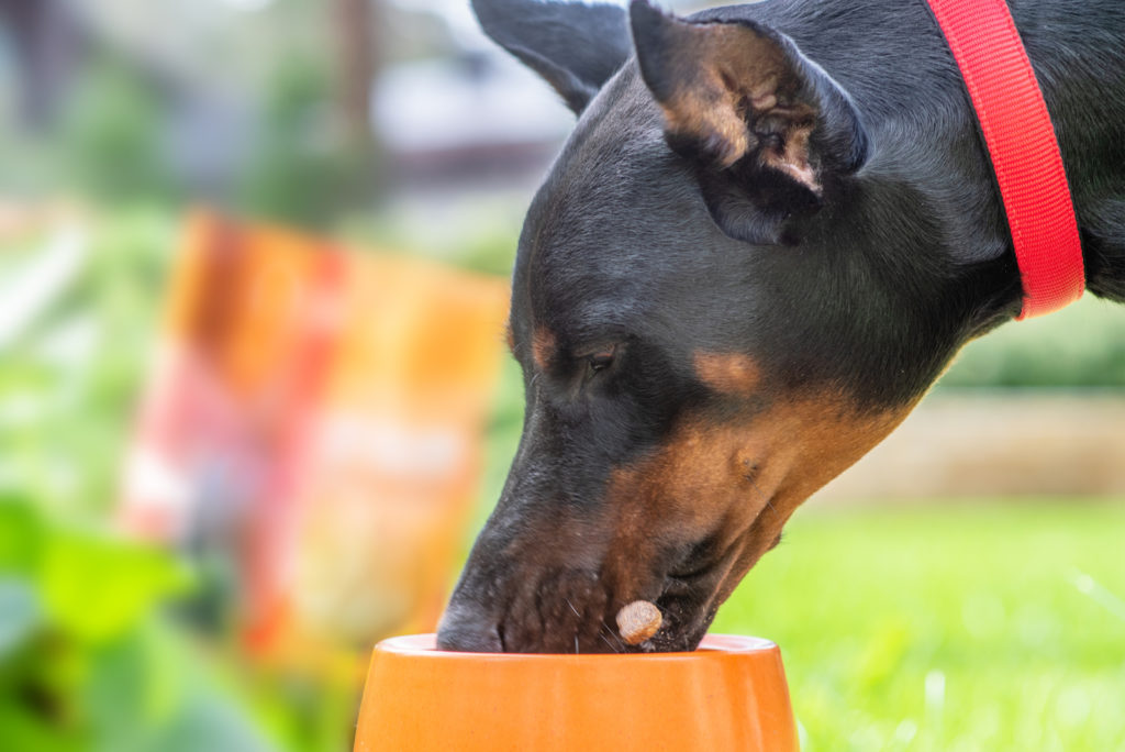 15 Best Dog Food for Doberman Brands Your Pooch Will Adore