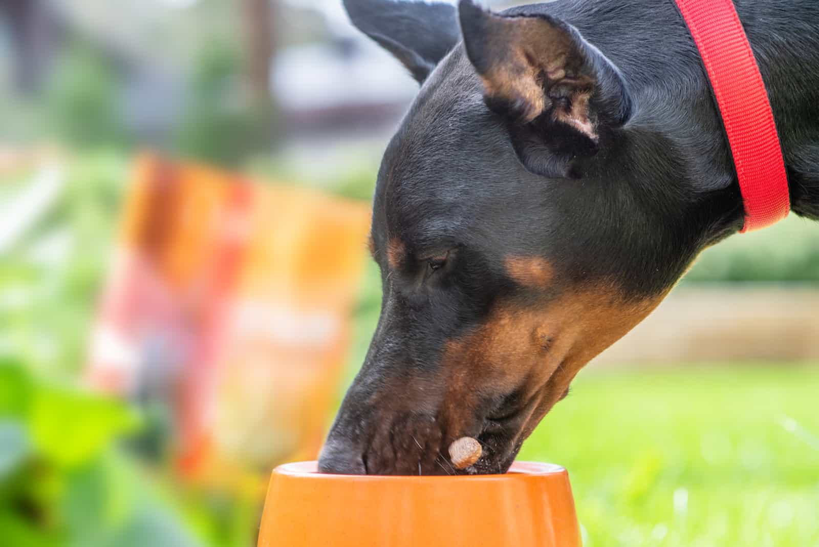 the doberman eats from a bowl