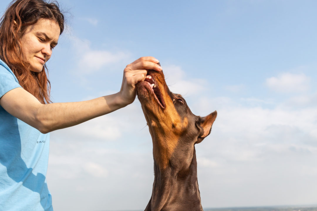 15 Best Dog Food for Doberman Brands Your Pooch Will Adore