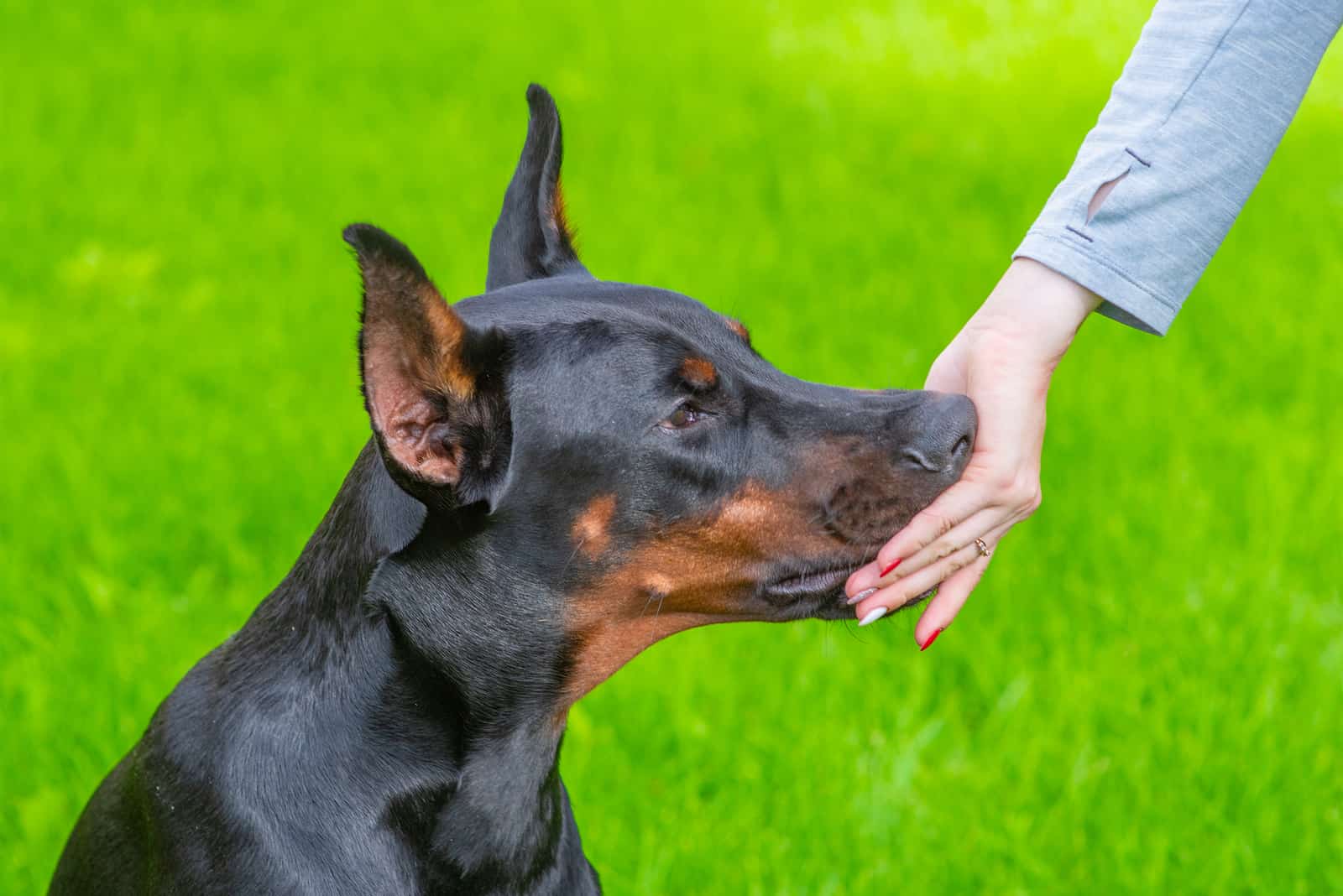 the woman feeds the doberman out of her hand