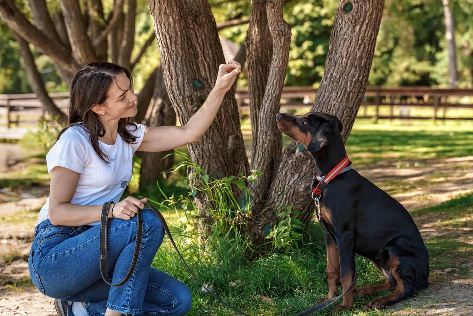 the woman gives food from the hand to the doberman as he sits