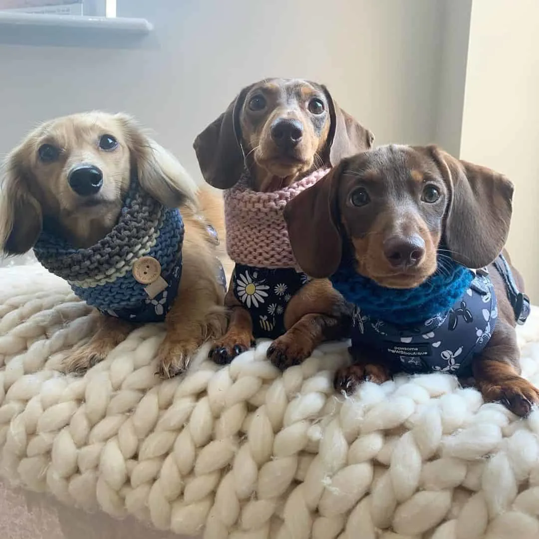 three dachshund puppies dressed in sweaters
