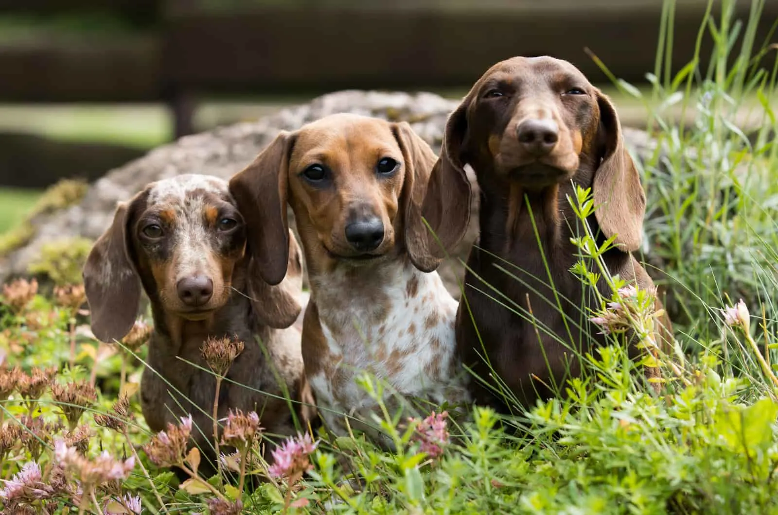 three dapple dachshund dogs
