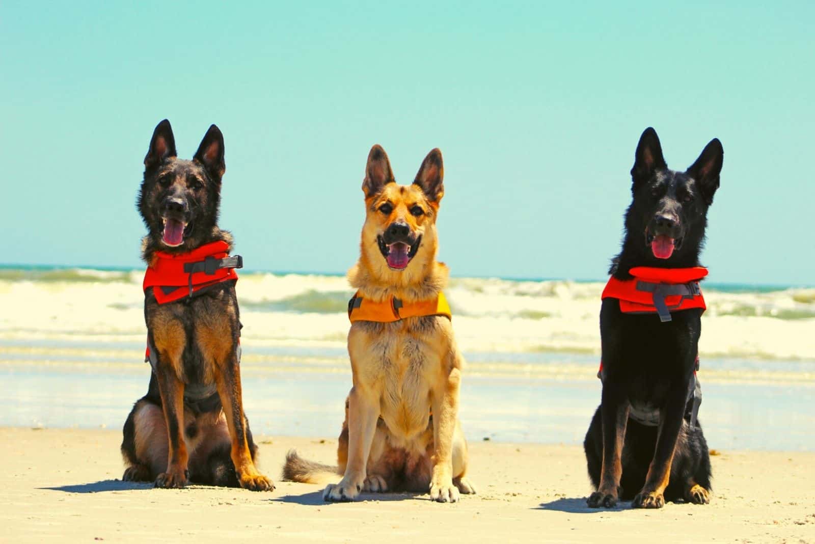 three german shepherds with different color standing in the beach