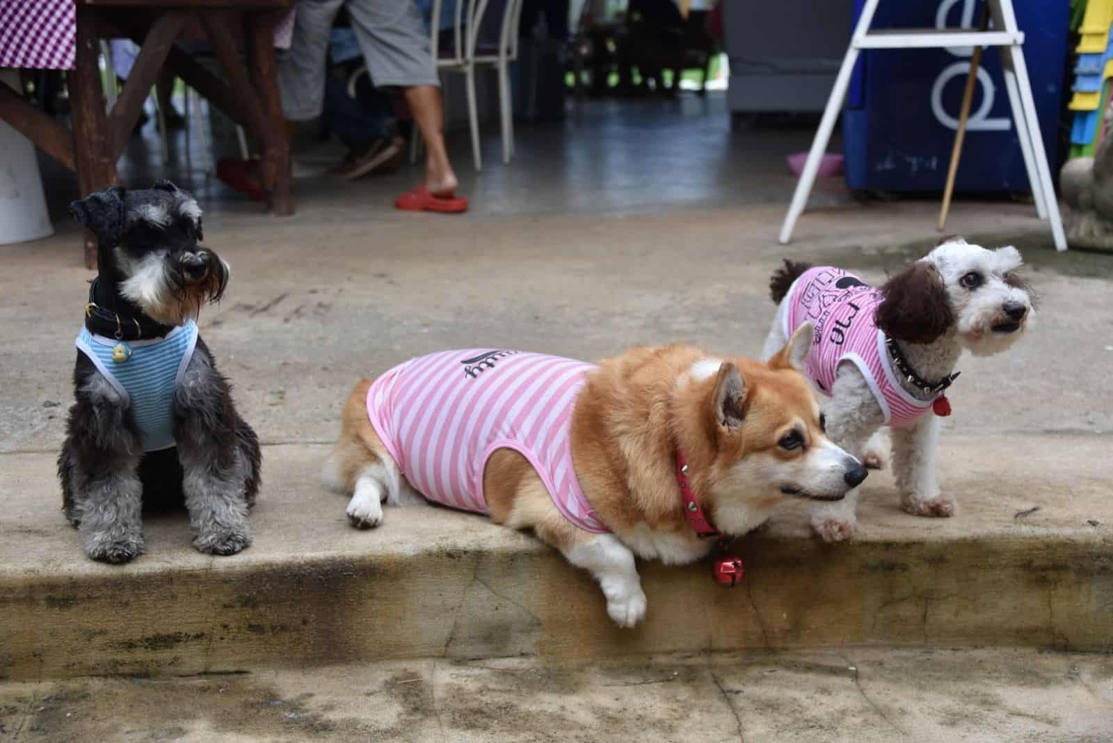 three hungry dog waiting corgi , black Schnauzer and poodle 