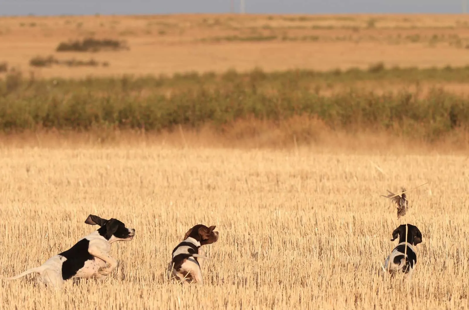 three hunting dogs in a field 
