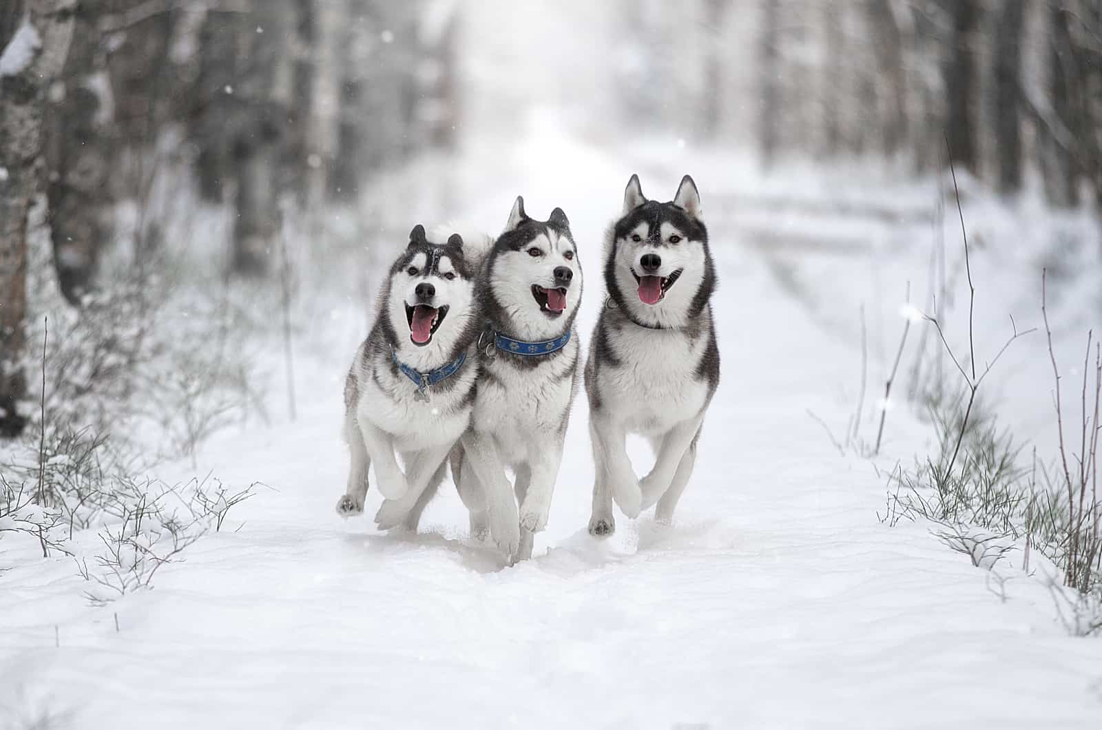 three huskies running through snow
