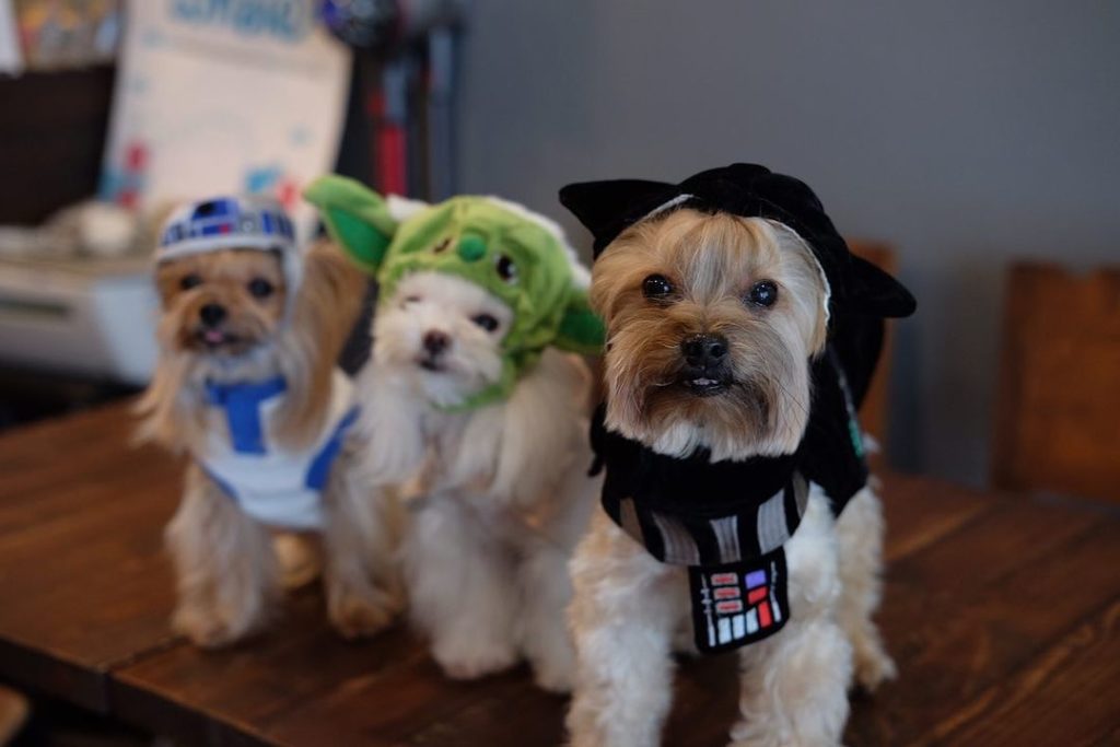three puppies dressed as star wars characters