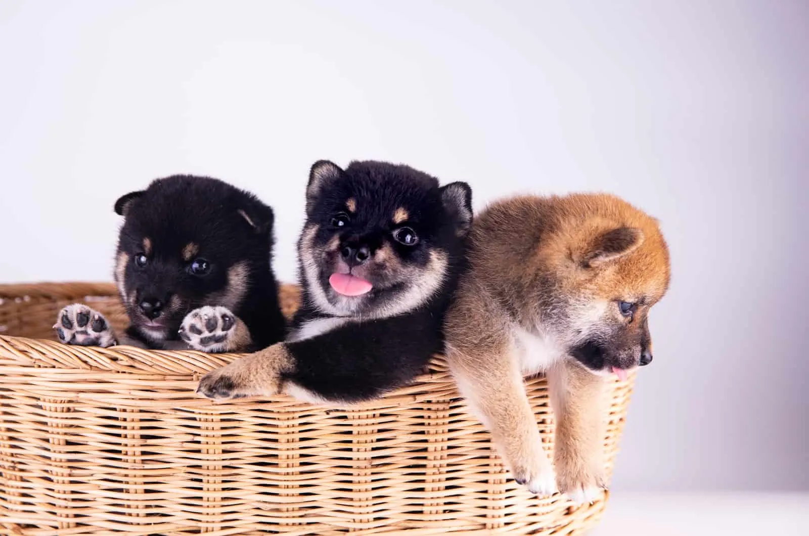 three shiba inu puppies in a basket