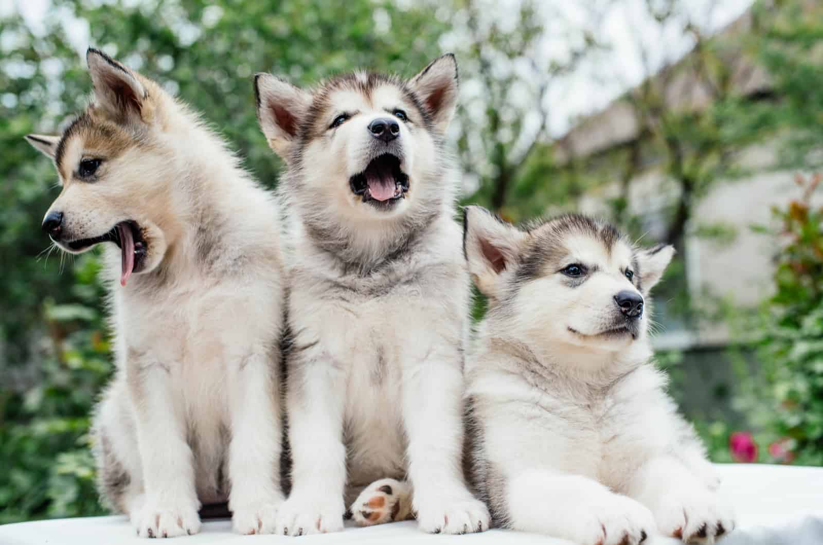 three siberian husky puppies