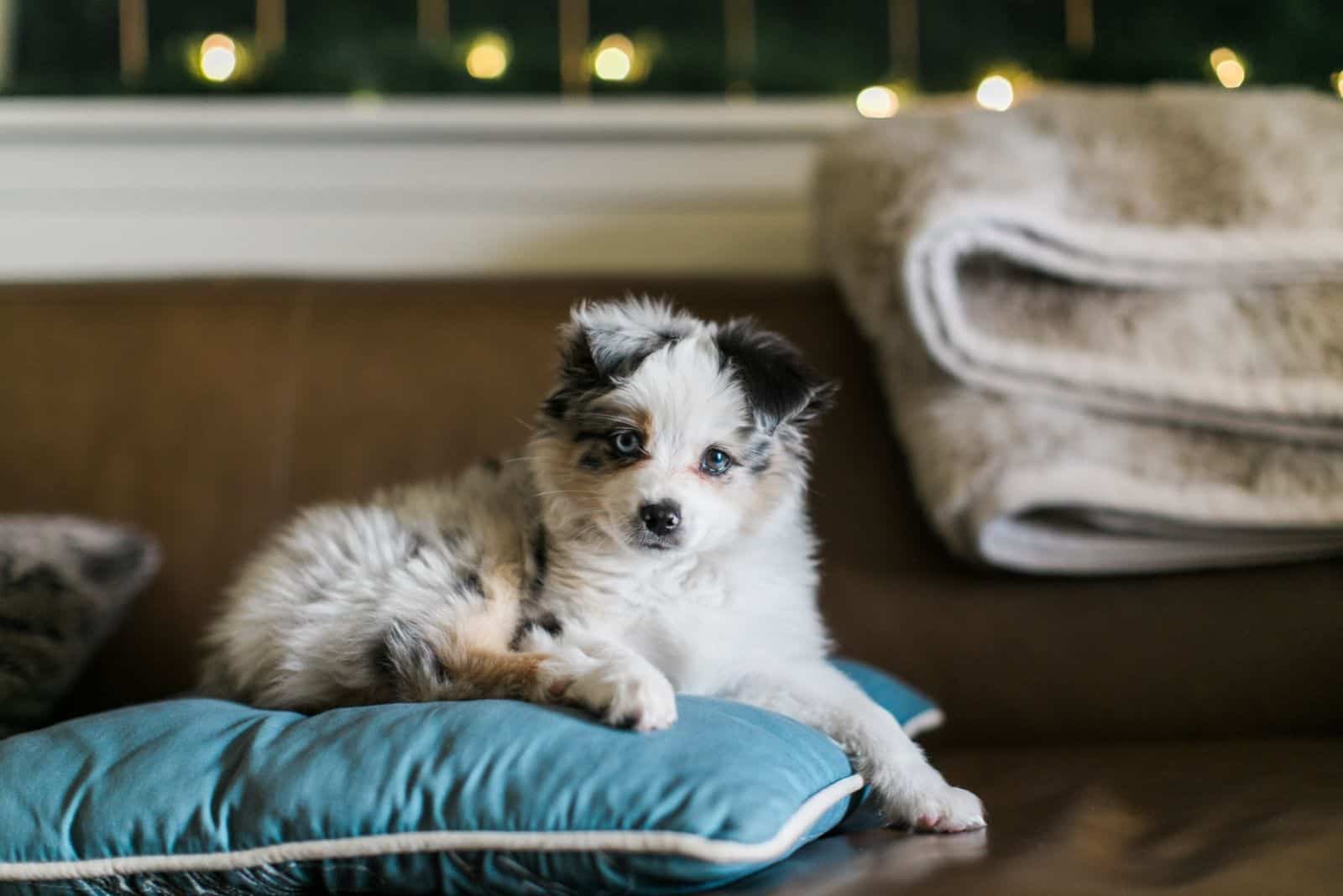 toy merle aussie shepherd dog lying on a blue pillow