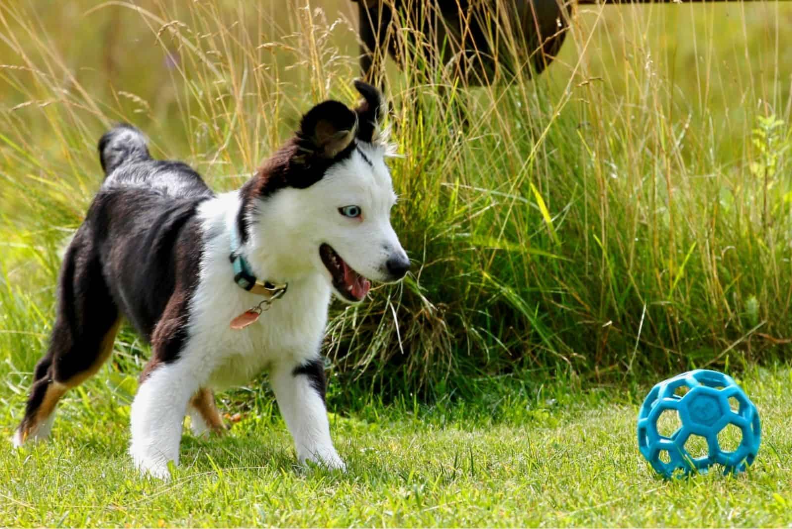 tri color toy aussie playing with blue toy outdoors