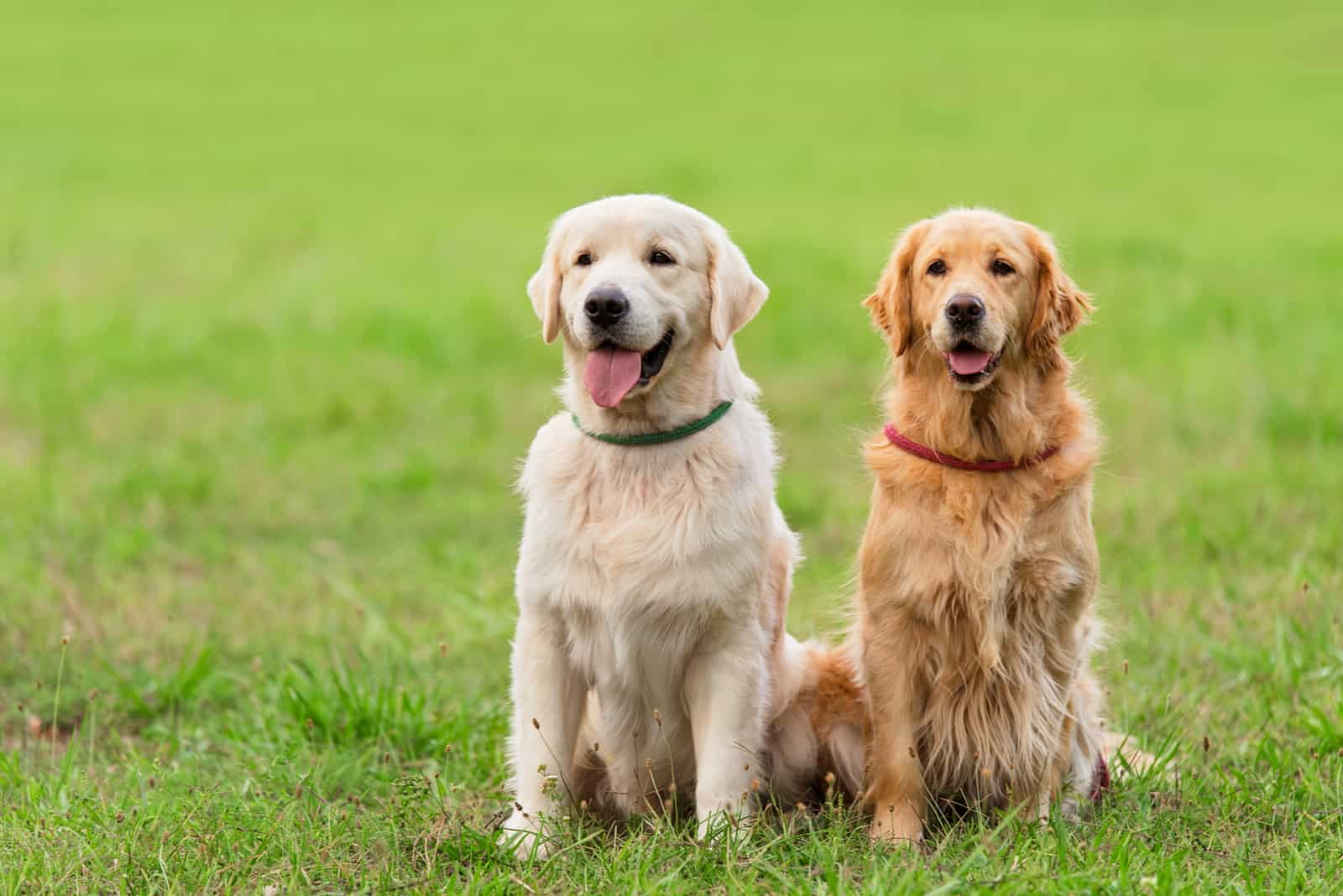 two Golden Retriever dogs in the park