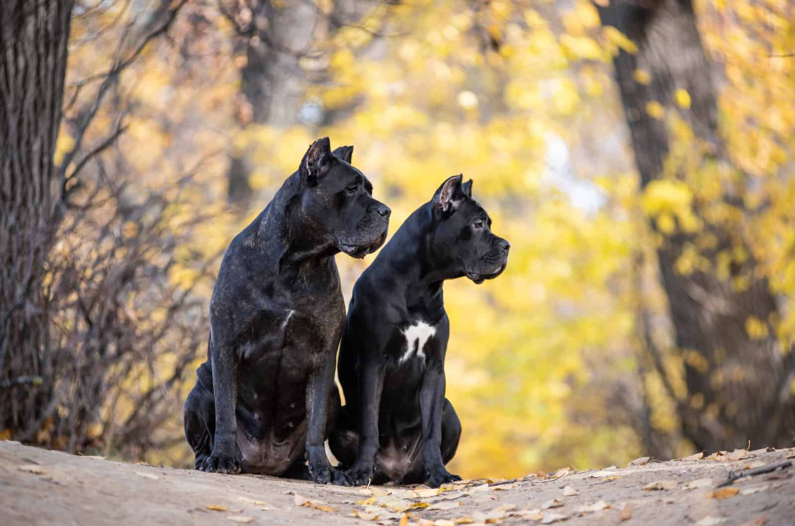 two adult cane corso dogs