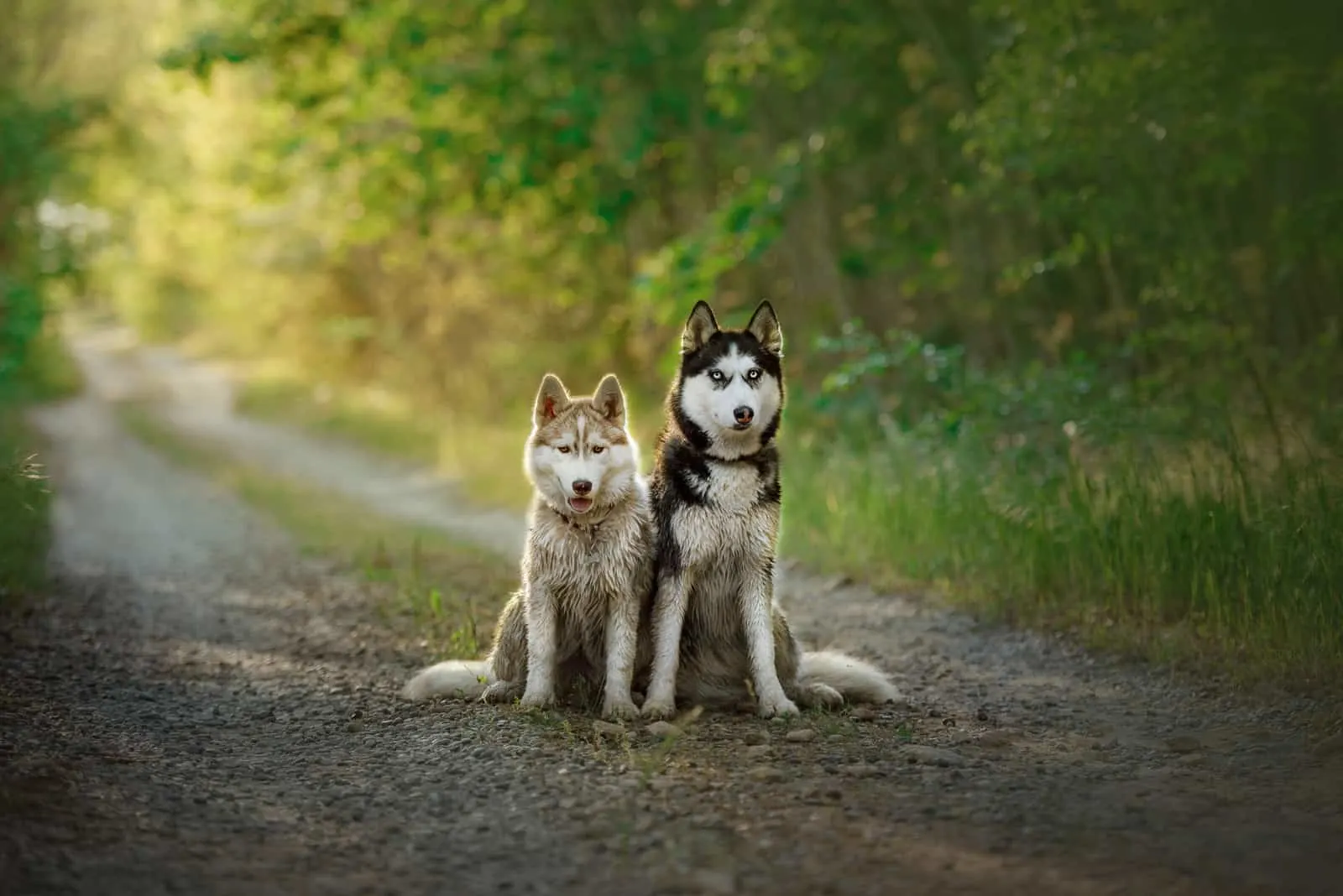two beautiful dogs in forest