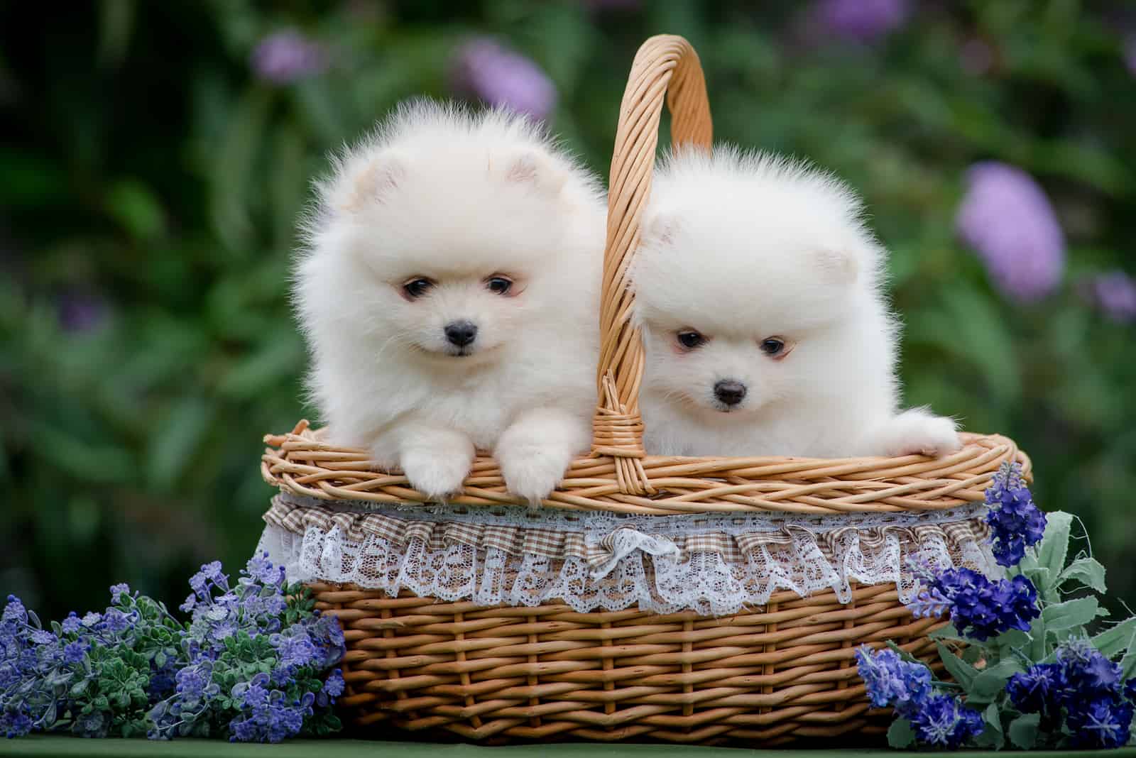 two cute white puppies of the breed Pomeranian