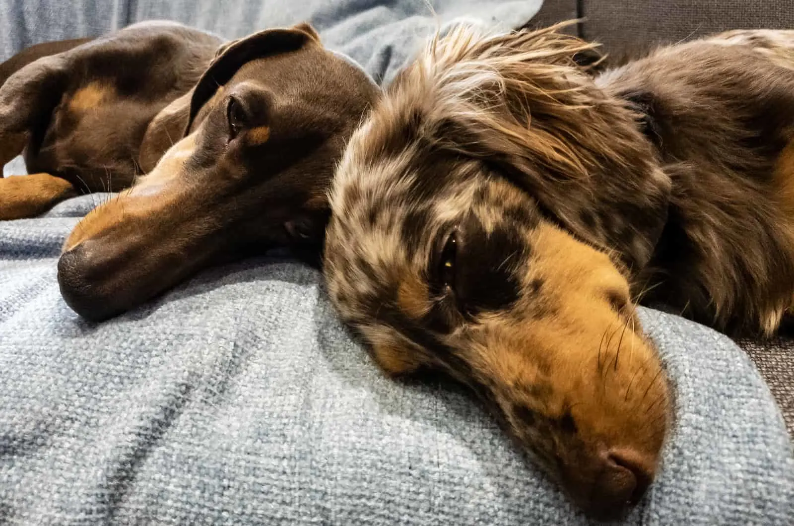two dachshunds napping