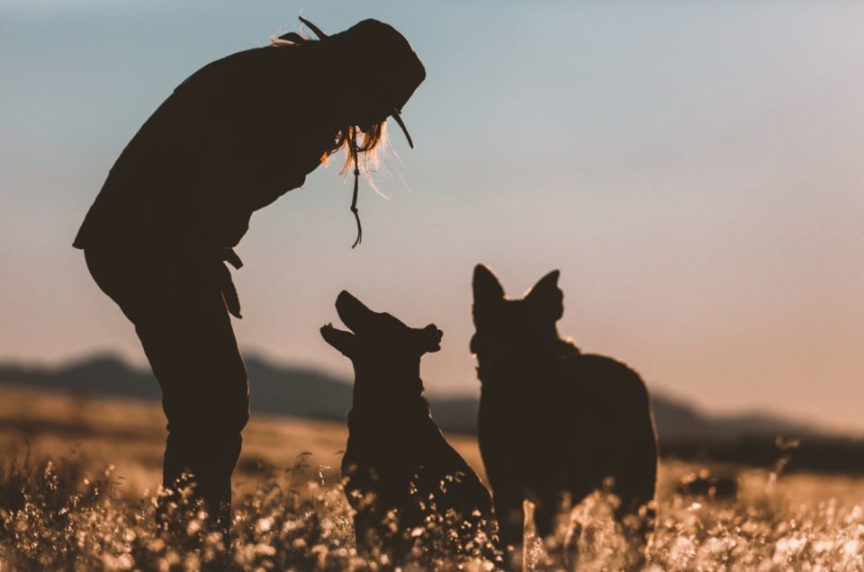 100-gun-names-for-dogs-aiming-for-the-most-unique-dog-name