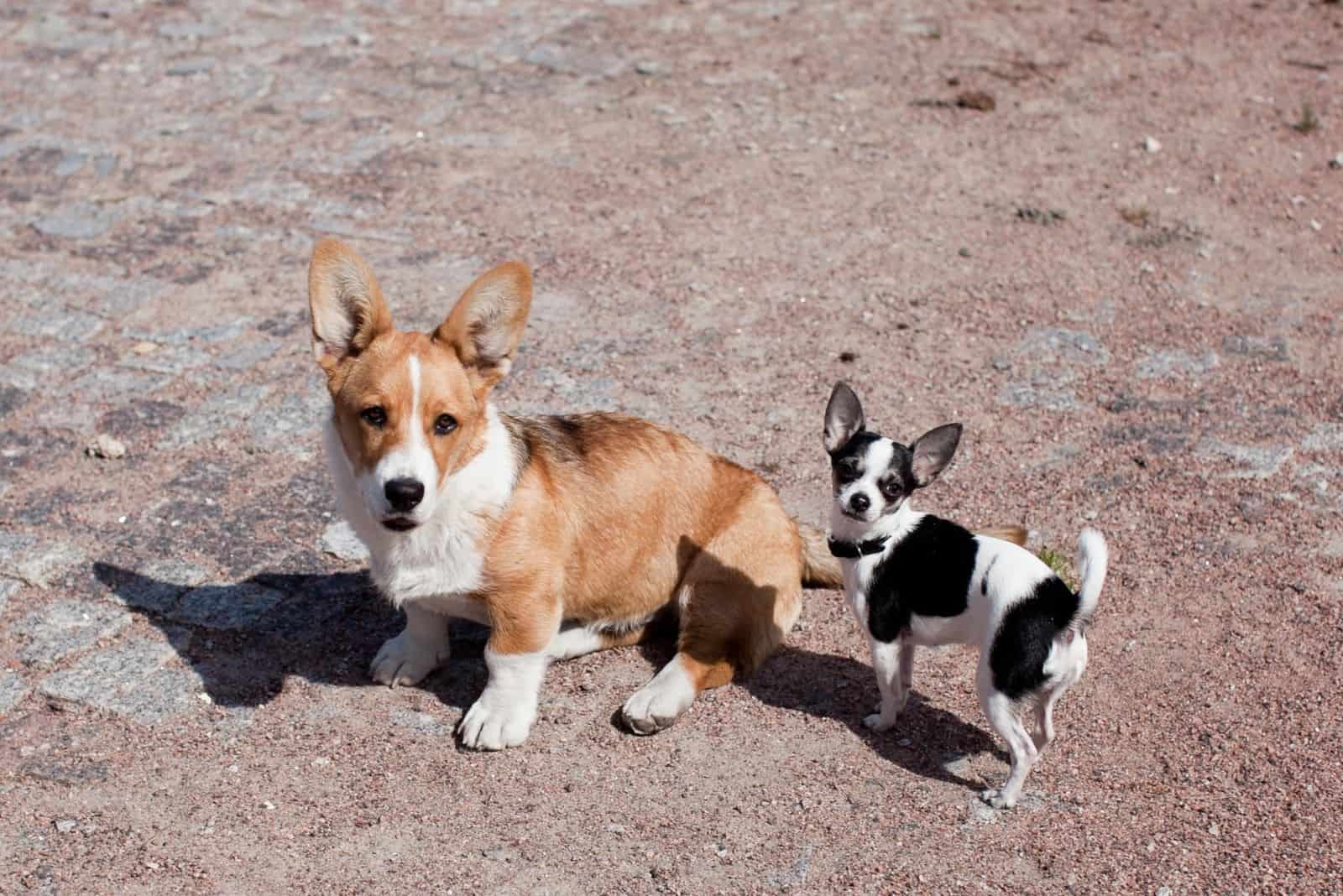 two dogs walking outdoors, the welsh pembroke corgi and a chihuahua