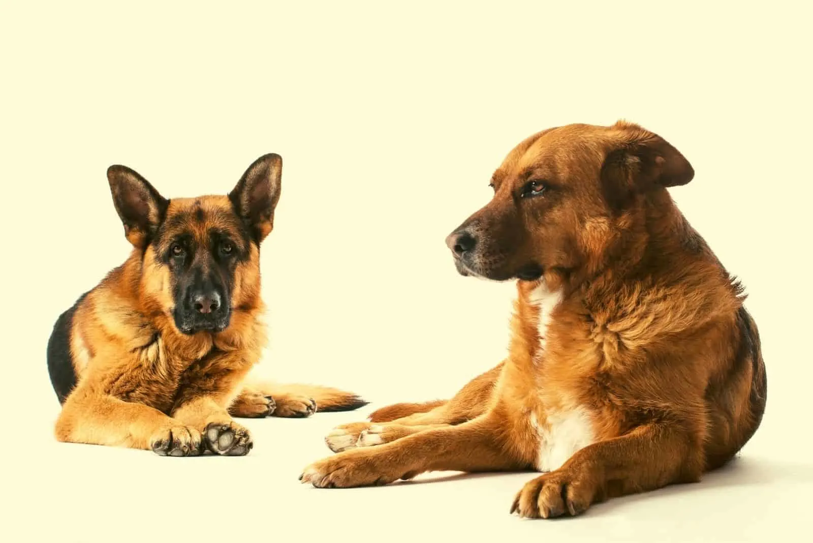 two german shepherds lying on the floor in white background